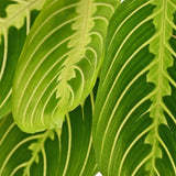 Maranta Fascinator Lemon Lime - Gebedsplant - Huisdiervriendelijke Plant - Groen - 4 Planten - met Potter Wit - Pot 12cm - Hoogte 25cm