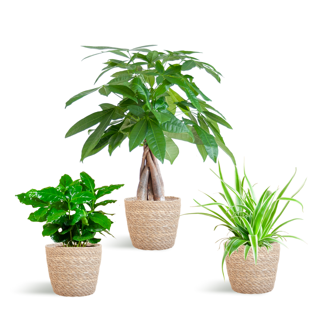 Diervriendelijke Plantenset - incl. Mand  - ↕35cm - Ø12cm