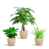 Diervriendelijke Plantenset - incl. Mand  - ↕35cm - Ø12cm