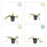 6x Vinca minor 'Ralph Shugert' - ↕10-25cm - Ø9cm