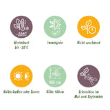 Green boutiQ - Haagplanten - Buxus sempervirens -  blad groen - 6 planten - 1 strekkende meter - groenblijvend - pot 17cm hoogte 45cm