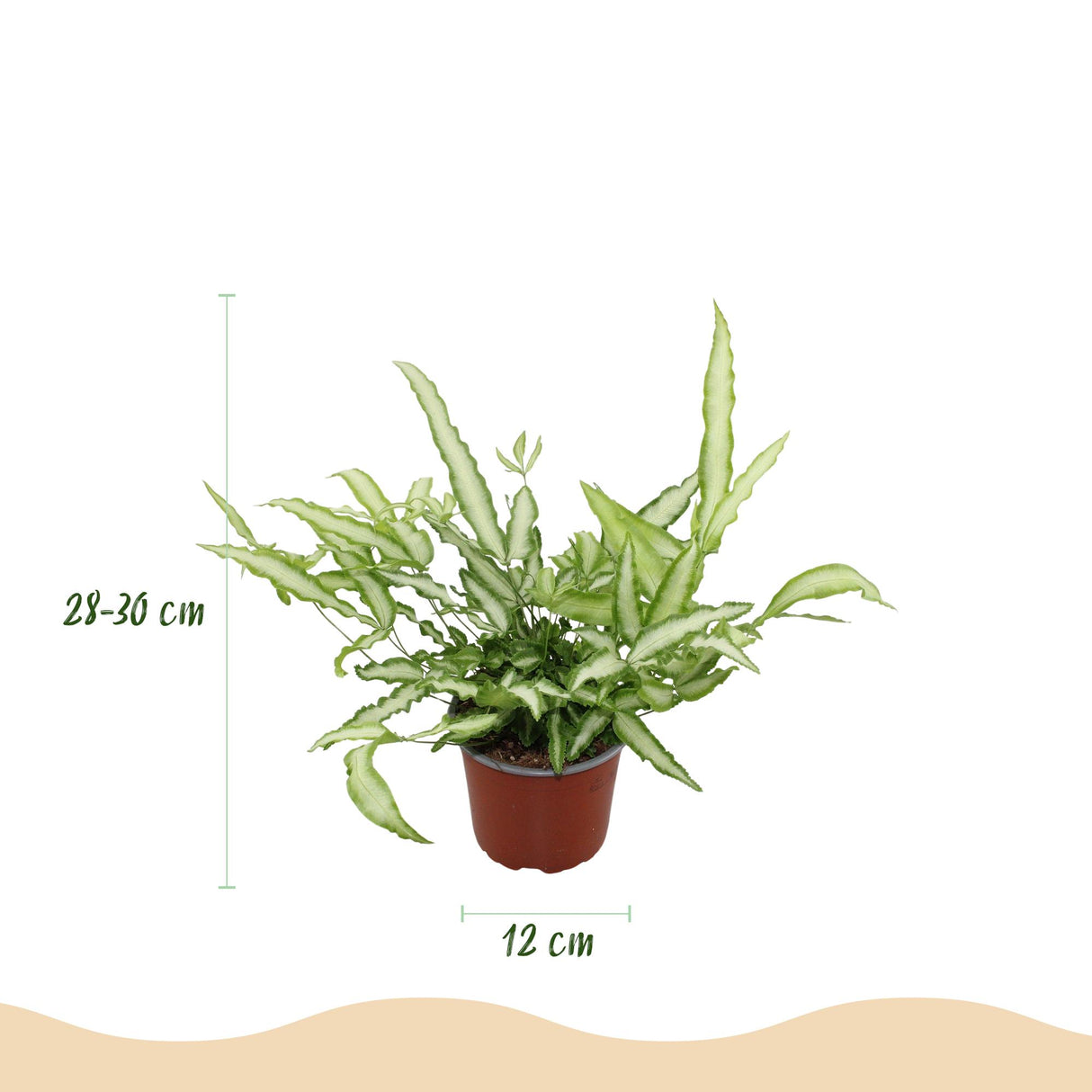 Pteris cretica Albolineata - Lintvaren - Huisdiervriendelijke Plant - Groen - 2 Planten - met Mand - Pot 12cm - Hoogte 20cm
