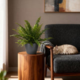 Nephrolepsis exaltata Green Lady - Varen - Huisdiervriendelijke Plant - Groen - 2 Planten - met Potter Grijs - Pot 12cm - Hoogte 25cm
