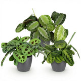 Marantha Silverband, Marantha Lemon Lime Marantha Kerchoveana - Gebedsplant - Huisdiervriendelijke Plant - Groen - 3 Planten - met Potter Grijs - Pot 12cm - Hoogte 25cm