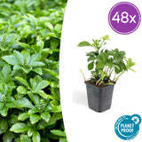 48x Pachysandra Sorte 'Green Carpet' - ↕10-25cm - Ø9cm