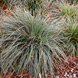 Siergrassen - Carex oshimensis Everest - Wit en Groen - 4 Planten - Bladhoudend - Weinig Onderhoud - Pot 17cm Hoogte 50cm