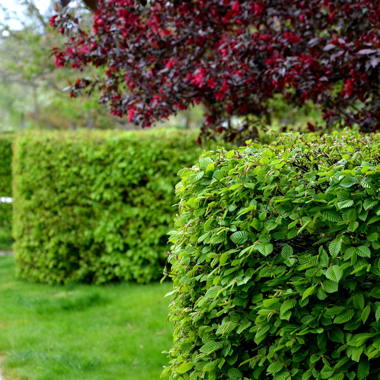 Green boutiQ - Haagplanten - Carpinus betulus -  blad groen - 6 planten - 1 strekkende meter - bladverliezend - pot 17cm hoogte 55cm