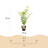 Green boutiQ - Terrasplant - Japanse Esdoorn - Acer palmatum Jordan - Geel - 2 Planten - Bladverliezend - Pot 19cm Hoogte 70cm