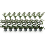 Green boutiQ - Haagplanten - Cupressocyparis leylandii - blad groen - 8 planten - 1 strekkende meter - groenblijvend - pot 9cm hoogte 35-40cm
