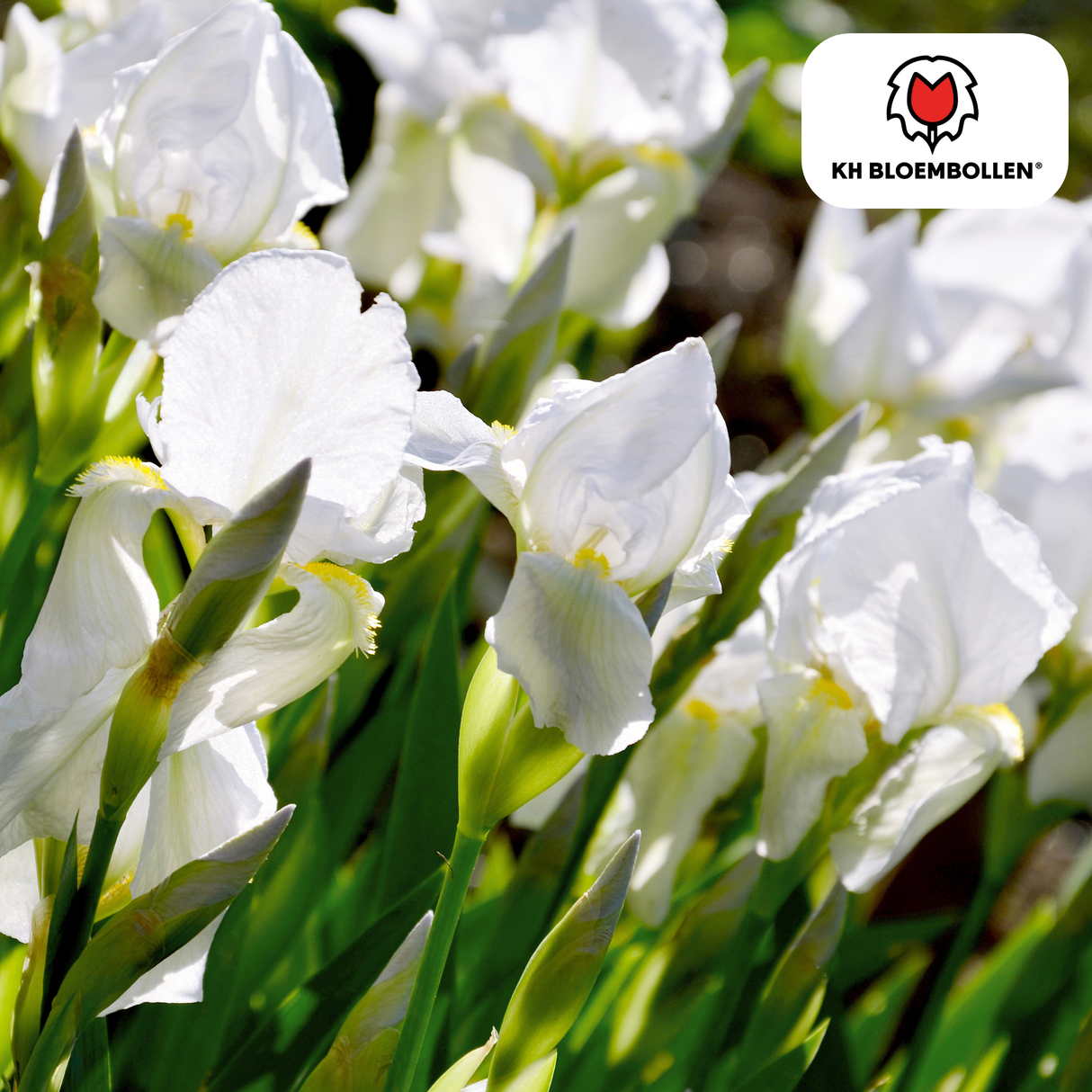 Iris Alaska 25 pièces