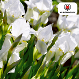 Iris Alaska 25 pièces