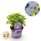 Hortensia - Hydrangea Forever & Ever - Blauw - 7-12 Bloemen - 2 Planten - Pot 23cm Hoogte 55cm