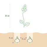 Green boutiQ - Bloembollen - Hyacinth mix - Diversen Kleuren - 10 stuks - Bolmaat 14/15 - XXL Pack