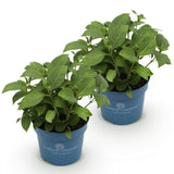 Green boutiQ - Tuinplant - Hydrangea Endles Summer The Original Pink - Hortensia - Winterhard - Roze - 2 Planten - Pot 14cm - Hoogte 20-25cm