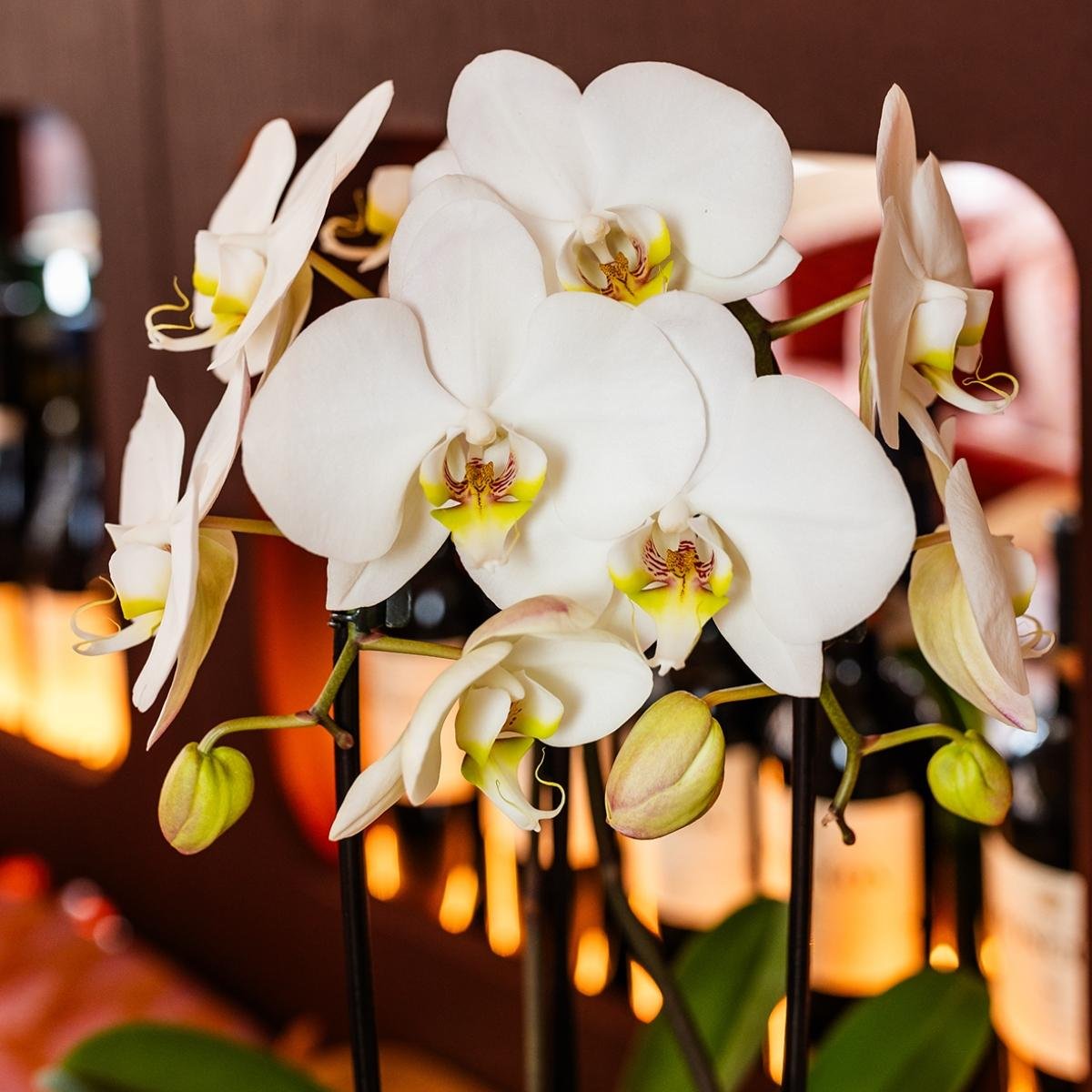 Kolibri Orchids | Plantenset Allure Shiny Goud - 2 Witte Phalaenopsis Orchideeën Niagara Fall White - Ø12 cm