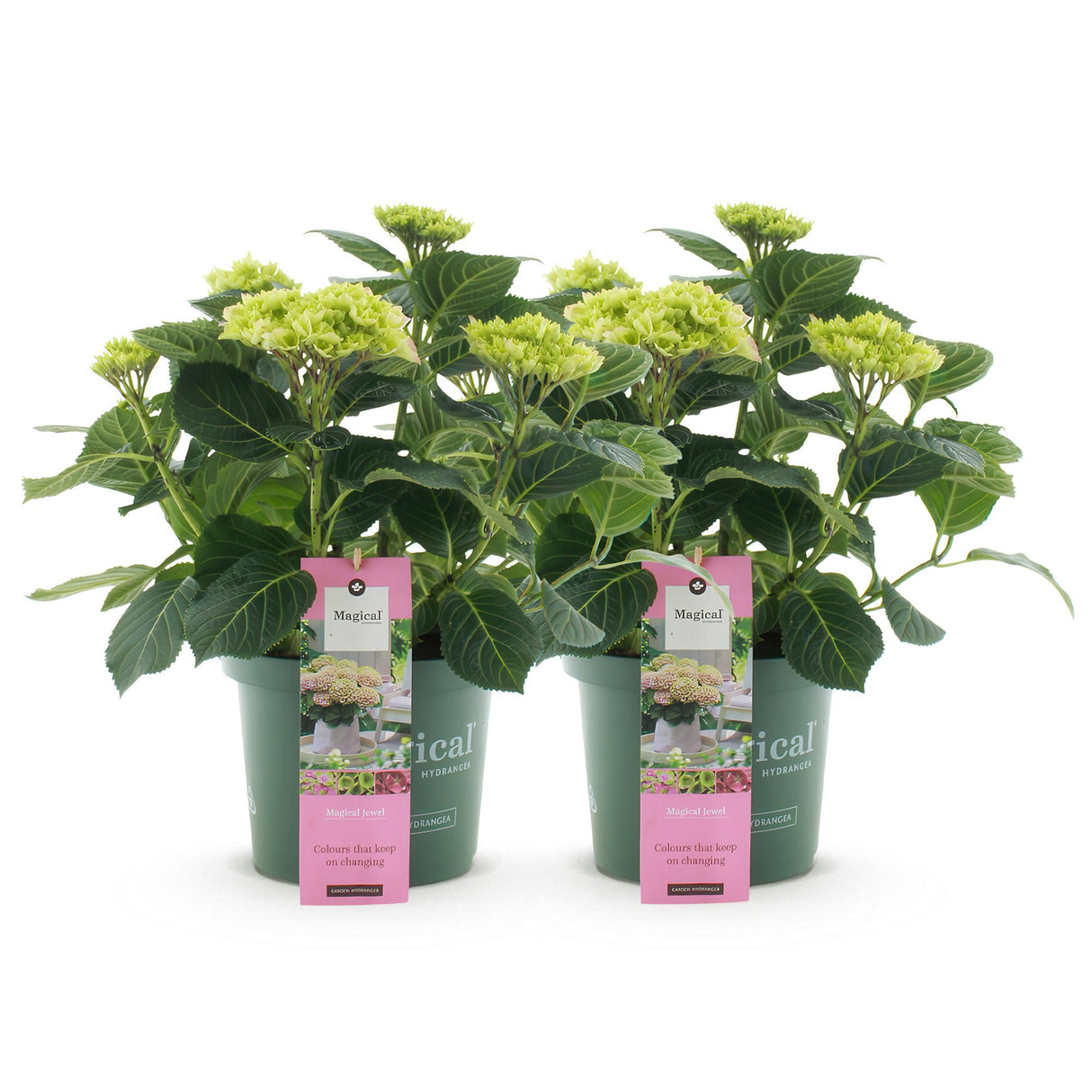 Hortensia - Hydrangea Magical Jewel Pink - Roze - 6-10 Bloemen - 2 Planten - Pot 23cm Hoogte 55cm