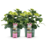 Hortensia - Hydrangea Magical Jewel Pink - Roze - 6-10 Bloemen - 2 Planten - Pot 23cm Hoogte 55cm