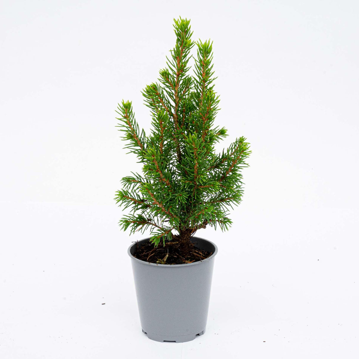6x Mini-kerstboom - ↑15-20 cm - Ø 6 cm Picea Glauca Perfecta
