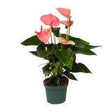 Flamingobloem / Anthurium andreanum – ↕35cm – ⌀12cm