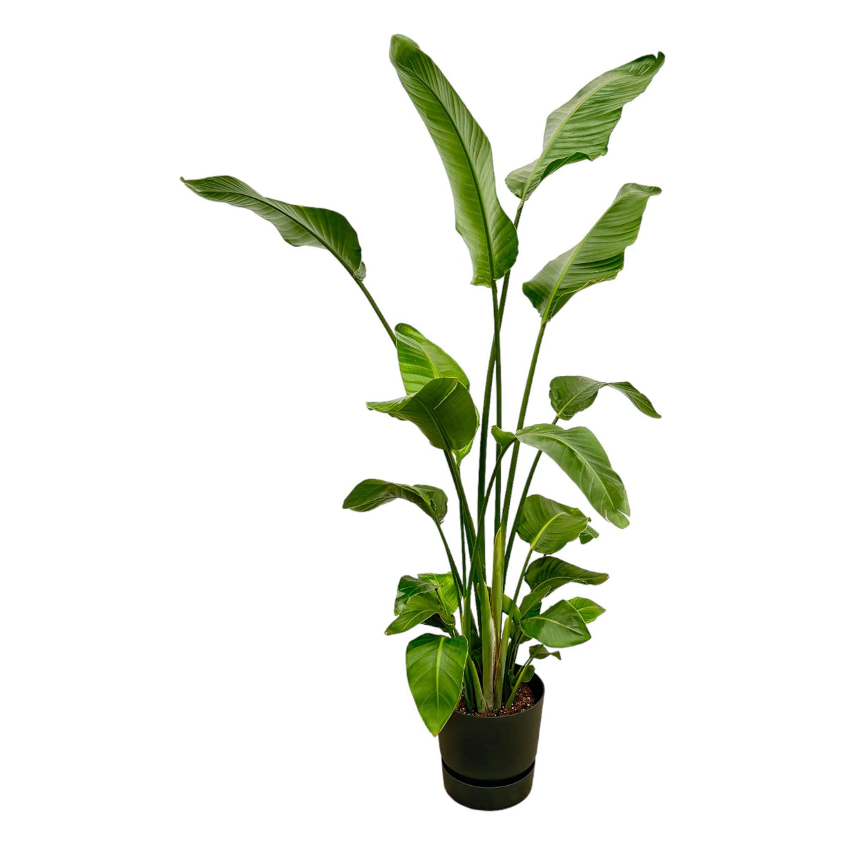 Strelitzia Nicolai + Pot Zwart - ↕180cm - Ø30cm