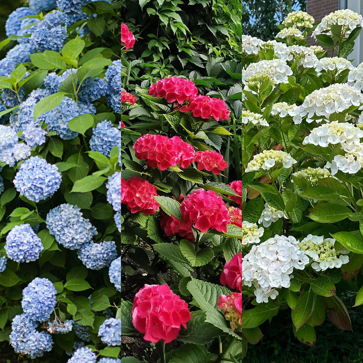 Hortensia / Hydrangea macrophylla Tricolour - Bloem Blauw, Roze en Wit  - 3 Planten - Bladverliezend - Weinig Onderhoud - Pot 17cm Hoogte 30cm