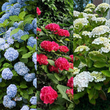 Hortensia / Hydrangea macrophylla Tricolour - Bloem Blauw, Roze en Wit  - 3 Planten - Bladverliezend - Weinig Onderhoud - Pot 17cm Hoogte 30cm