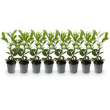 Green boutiQ - Haagplanten - Prunus laurocerasus Rotundifolia - blad groen - 8 planten - 1 strekkende meter - groenblijvend - pot 9cm hoogte 30-35cm