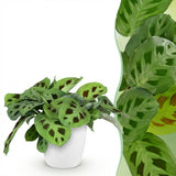 Maranta Fascinator Kerchoveana - Zebraplant - Huisdiervriendelijke Plant - Groen - 1 Plant - met Potter Wit - Pot 12cm - Hoogte 25cm