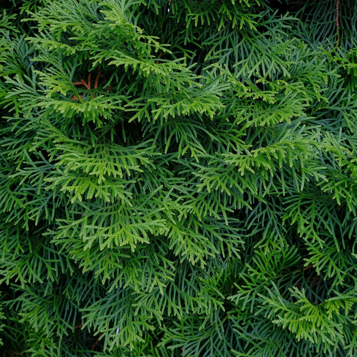 Green boutiQ - Haagplanten - Thuja occidentalis Smaragd - blad groen - 8 planten - 1 strekkende meter - groenblijvend - pot 9cm hoogte 30-35cm