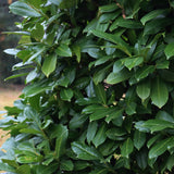 Green boutiQ - Haagplanten - Prunus laurocerasus Caucasica- blad groen - 8 planten - 1 strekkende meter - groenblijvend - pot 9cm hoogte 30-35cm