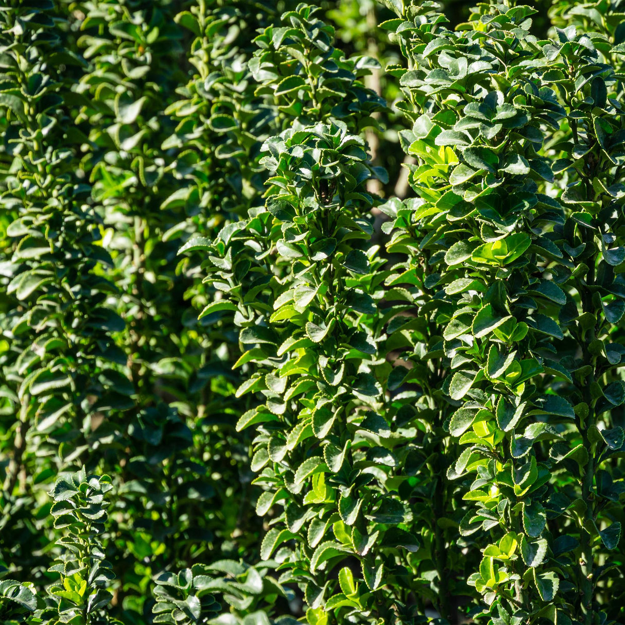 Green boutiQ - Haagplanten - Euonymus japonica Green Spire -  blad groen - 6 planten - 1 strekkende meter - groenblijvend - pot 17cm hoogte 40cm