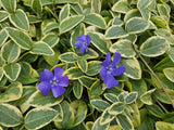 48x Vinca minor 'Blue and Gold' - ↕10-25cm - Ø9cm