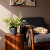 Pteris cretica Albolineata - Lintvaren - Huisdiervriendelijke Plant - Groen - 1 Plant - met Potter Grijs - Pot 12cm - Hoogte 20cm