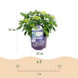 Green boutiQ - Terrasplant - Hortensia - Hydrangea Forever & Ever - Wit - 7-12 Bloemen - 2 Planten - Pot 23cm Hoogte 55cm