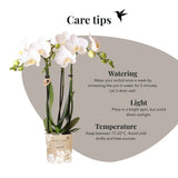 Kolibri Orchids | Witte Phalaenopsis Orchidee - Mineral Amabilis in Elite Sierpot Goud met Giftbox - Ø9 cm