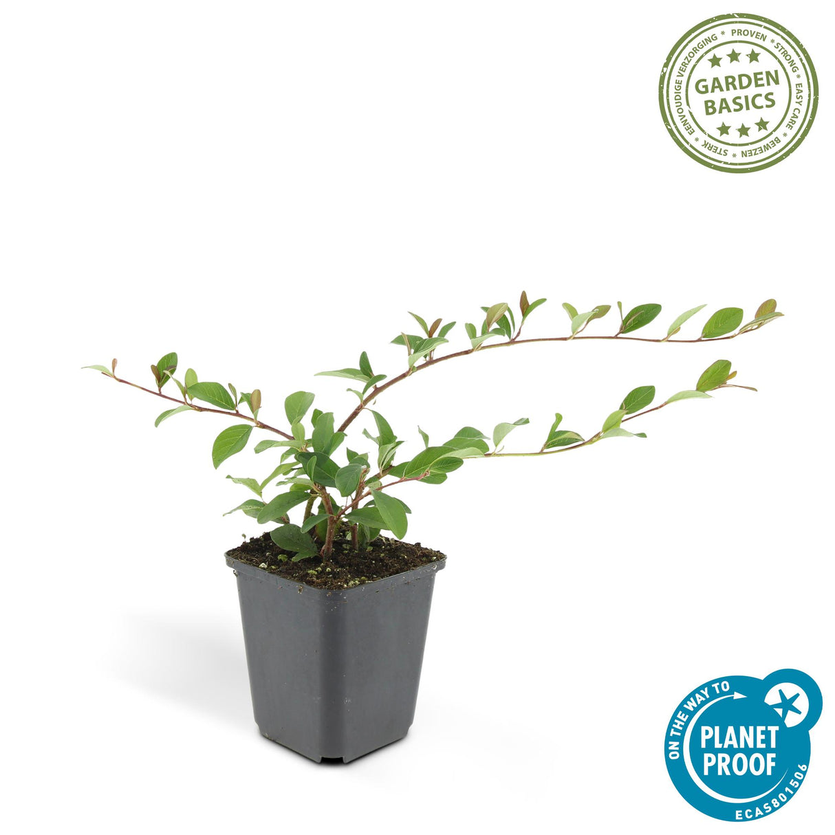 24x Cotoneaster dammeri - ↕10-25cm - Ø9cm