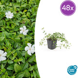 48x Vinca minor 'Gertrude Jekyll' - ↕10-25cm - Ø9cm