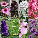 Borderpakket - Bijen en Vlinderlokkend - 8 Vaste planten - 1 m2 - Diversen kleuren - Weinig Onderhoud - Pot 11cm