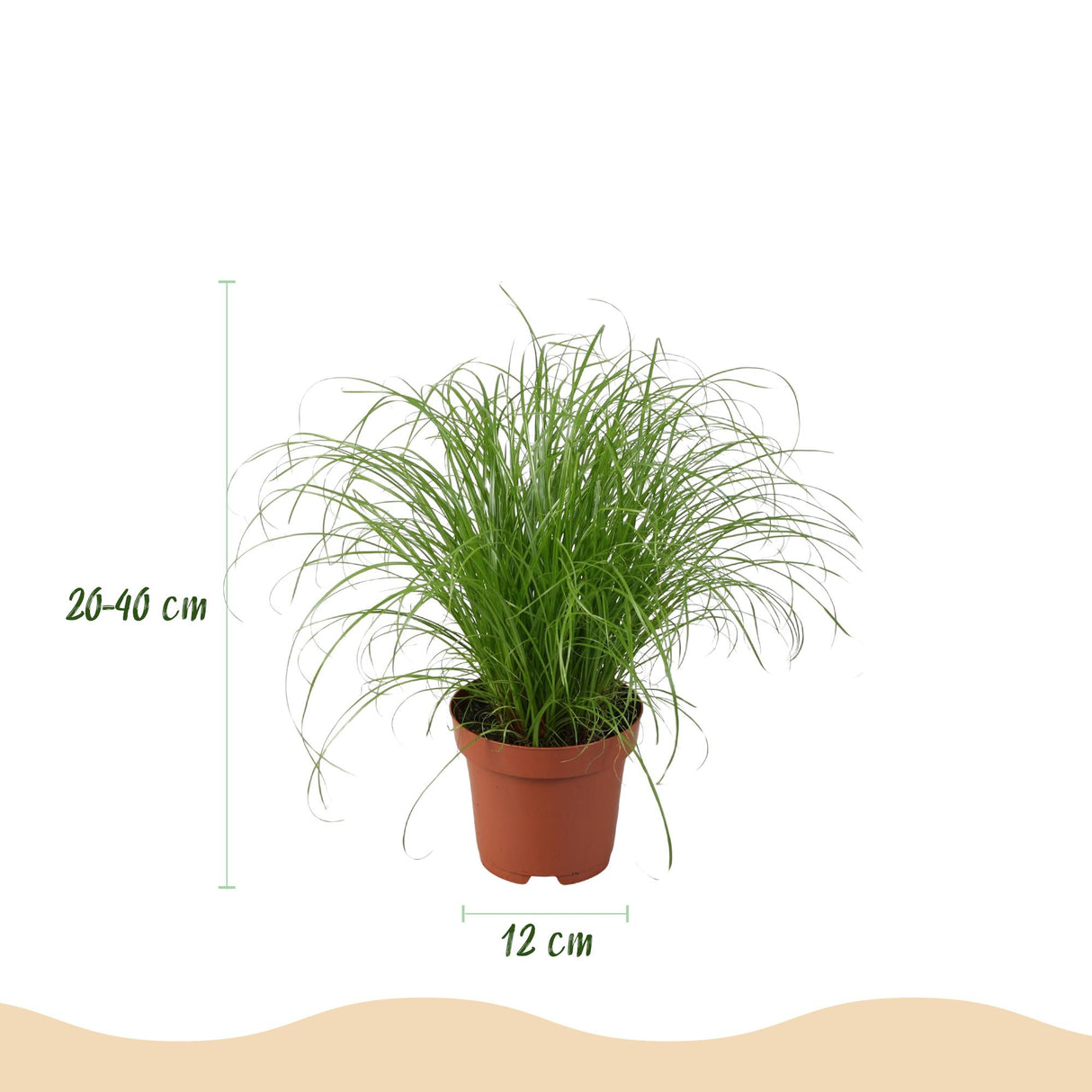 Chlorophytum - Cyperus - Phlebodium - Marantha - Mix van 4 - Huisdiervriendelijke Planten - Groen - 4 Planten - met Potter Wit - Pot 12cm - Hoogte 25cm