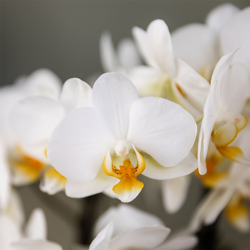 Kolibri Orchids - Surprise box mix - planten eenkleurig voordeel box - verrassingsbox met 2 orchideeën Ø9cm - vers van de kweker