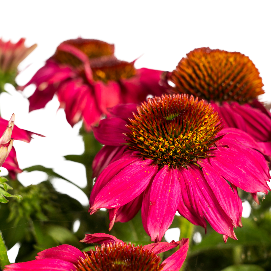 Echinacea Purpurea Pourpre Ø19cm - ↕60cm - Ø70cm
