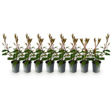 Green boutiQ - Haagplanten - Photnia fraseri Red Robin - blad rood groen  - 8 planten - 1 strekkende meter - groenblijvend - pot 9cm hoogte 30-35cm
