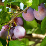 Pruimen boom - Prunus domestica Opal - Geel Rode Vrucht - Pot 21cm Hoogte 90cm