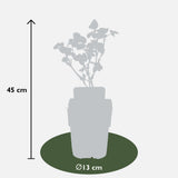 Rubus fruticosus 'Black Satin' - Doornloze Braam - ↕45cm - Ø13cm