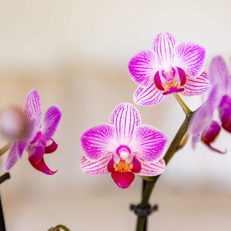 Kolibri Orchids | Roze phalaenopsis orchidee potmaat Ø9cm | Switzerland | bloeiende kamerplant - vers van de kweker