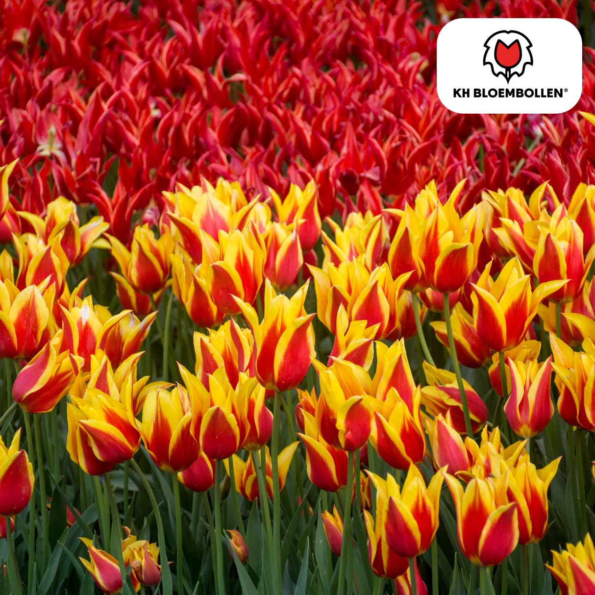 Bulbes de tulipes Fire Wings – 20 pièces | KH Bloembollen® | Tulipe rouge-jaune flammée – Vif & Remarquable – Pour jardin ou pot – Taille 11/12 – Frais du producteur