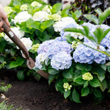 Hortensia - Hydrangea Forever & Ever - Blauw - 7-12 Bloemen - 2 Planten - Pot 23cm Hoogte 55cm