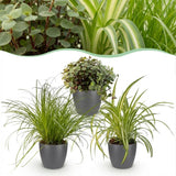 Cyperus - Calissia - Chlorophytum - Mix van 3 - Huisdiervriendelijke Planten - Groen - 3 Planten - met Potter Grijs - Pot 12cm - Hoogte 20cm