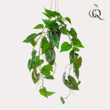 Plante artificielle - Philodendron scandens - Plante grimpante - 80 cm