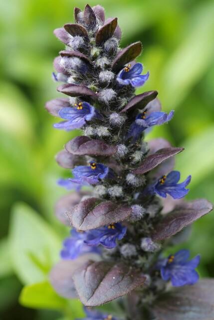 48x Ajuga reptans 'Catlin's Giant' - ↕10-25cm - Ø9cm